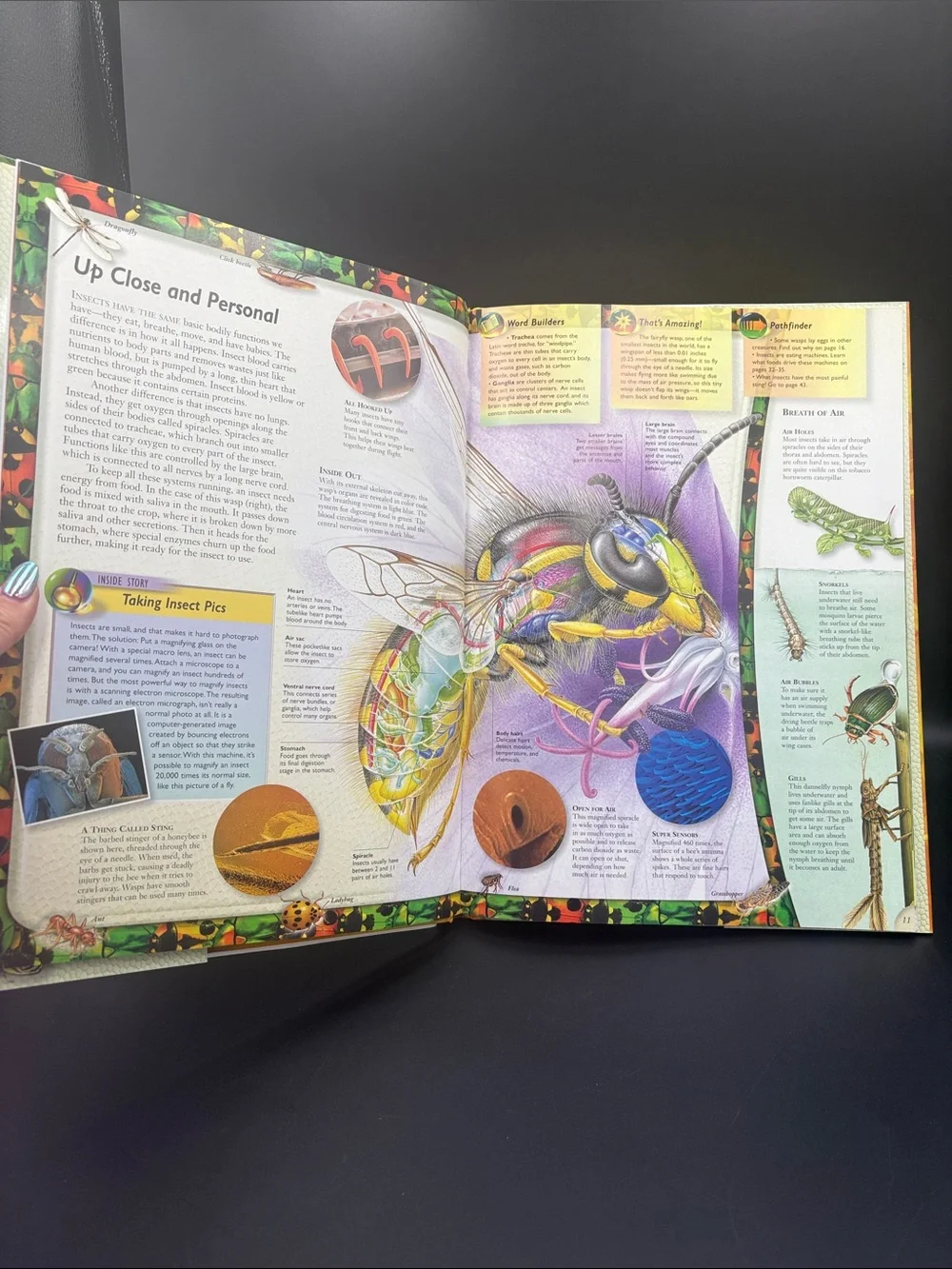 Reader's Digest Pathfinders Insects and Spiders hardcover book